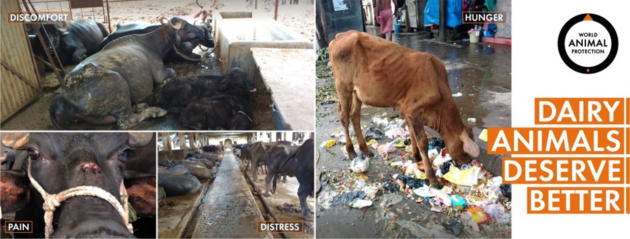 option_4_dairy_animals_deserve_better_world_animal_protection_india