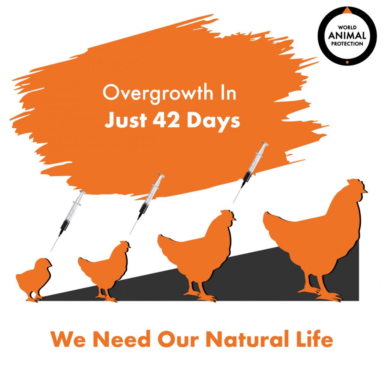 Overgrowth of chickens due to antibiotics 