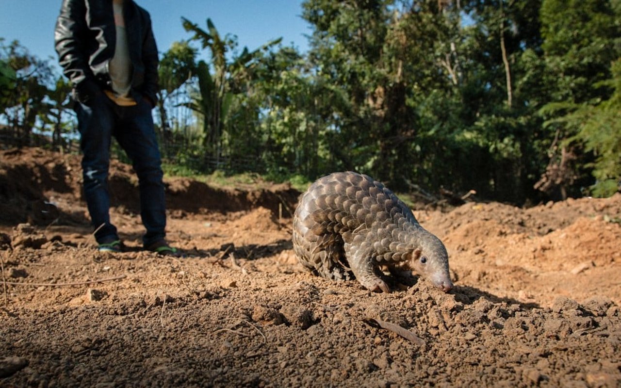 pangolin, India