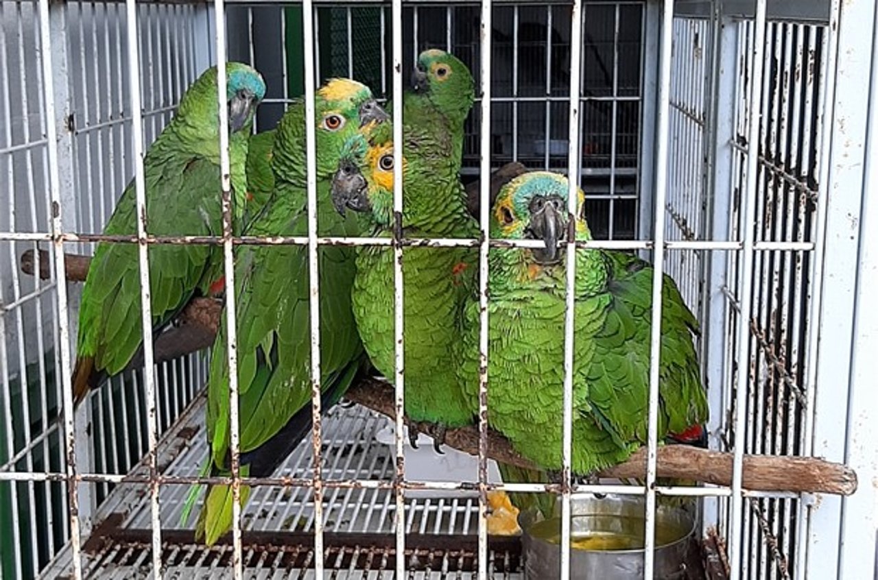 Papagaios à venda em gaiola em pet shop no Brasil - Maurício Forlani - World Animal Protection