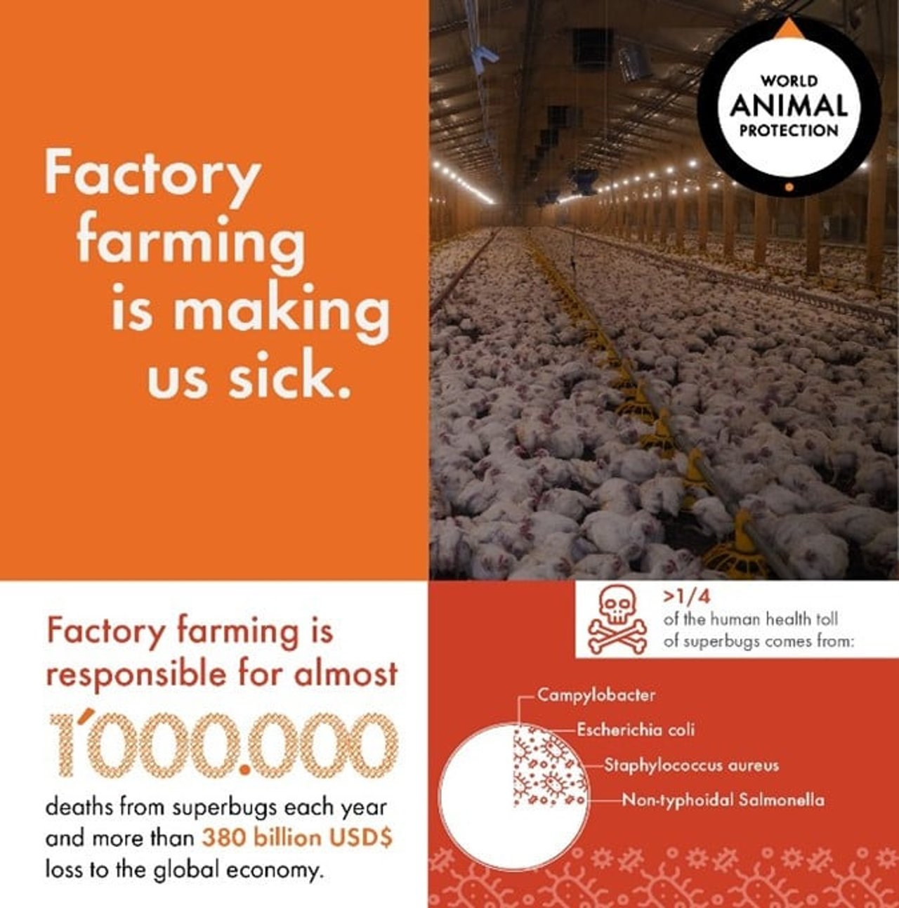Rising Superbug Threat from Factory Farming