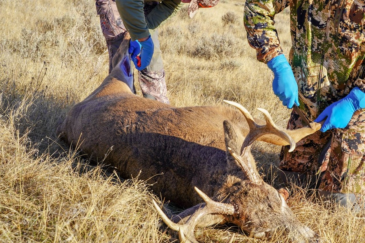 animal poachers doing illegal trading of deer horns