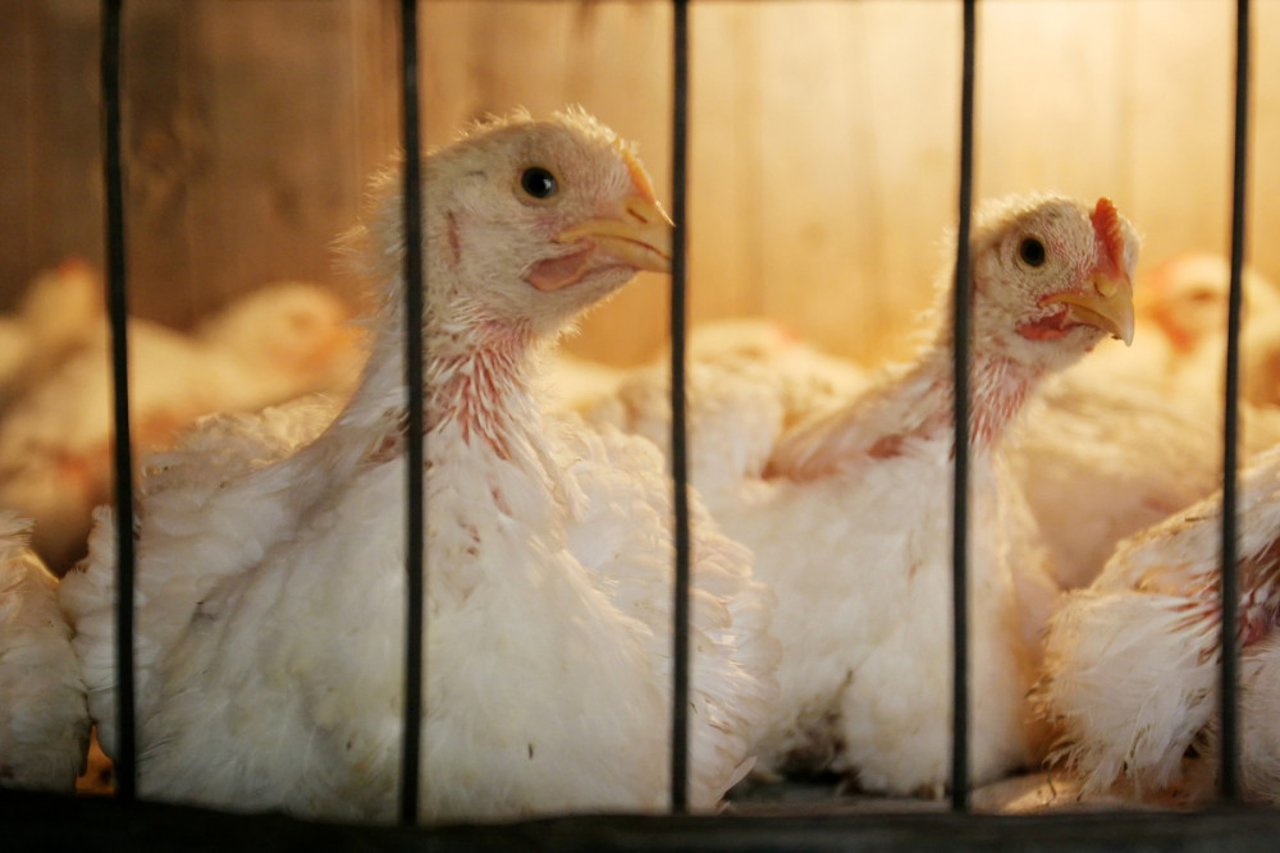 Chickens in  a cage 