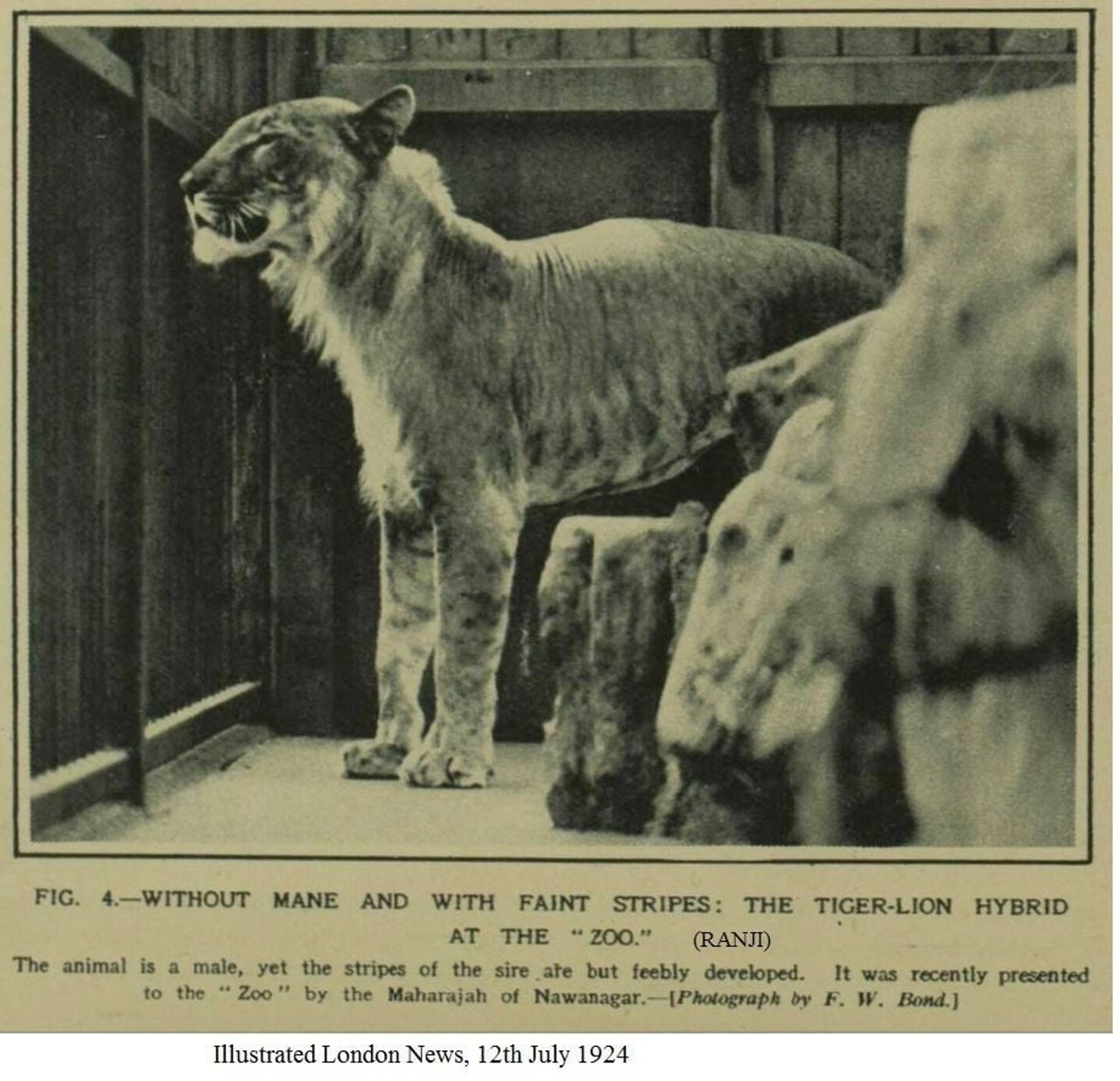 Ranji, the lion-tiger hybrid bred by Jam Sahib, the Maharajah of Nawanagar and presented to London Zoo. Photo: Illustrated London News 1924 discovered by Sarah Hartwell