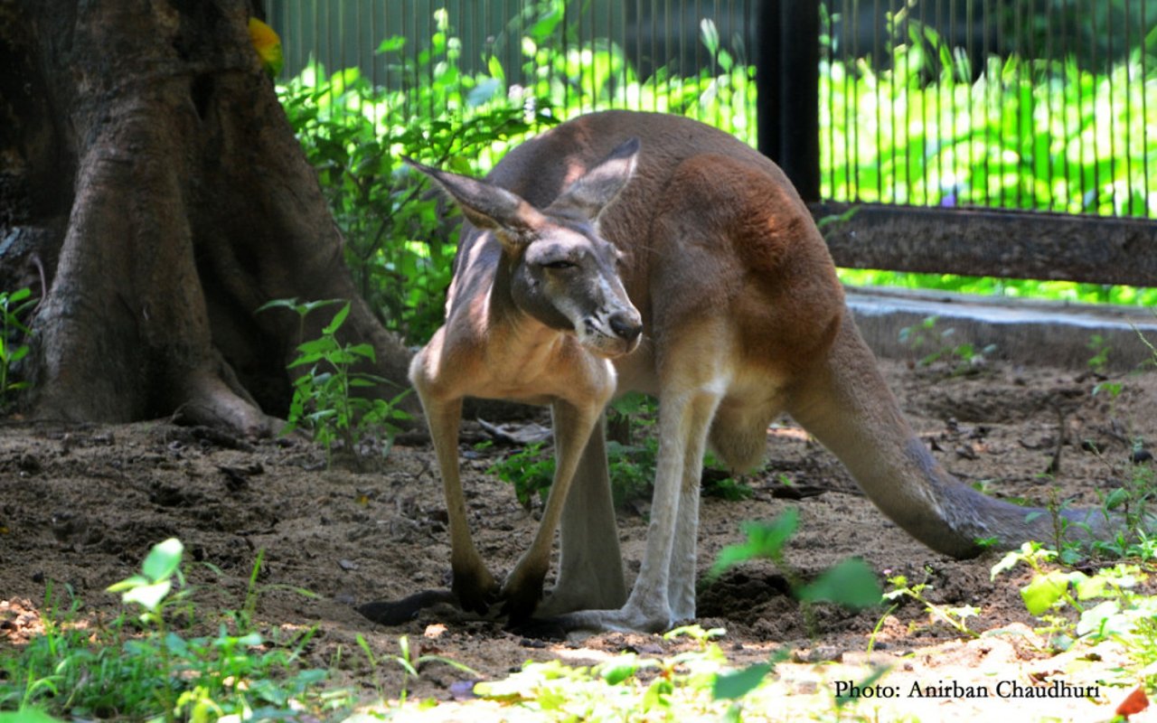  Red Kangaroo photographs in Alipore Zoo in Kolkata by Anirban Choudhury