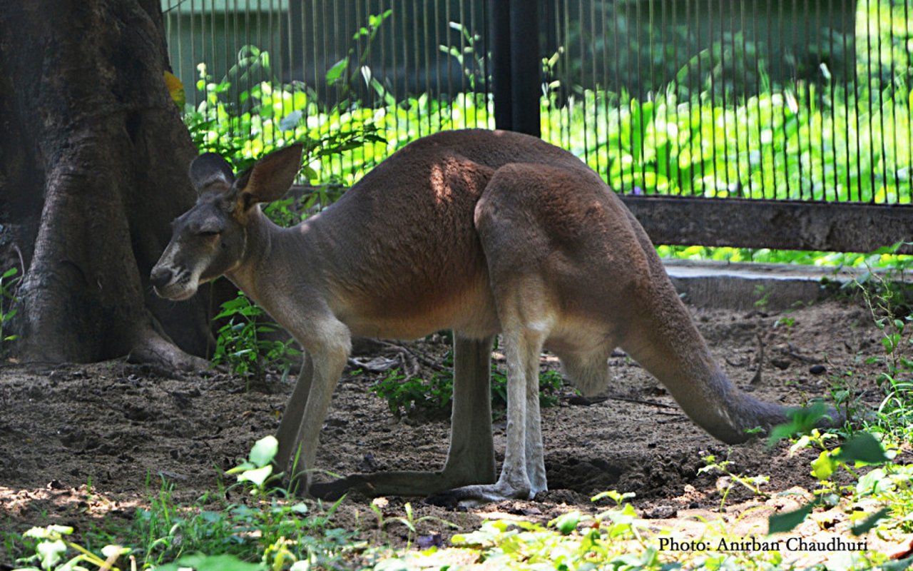  Red Kangaroo photographs in Alipore Zoo in Kolkata by Anirban Choudhury