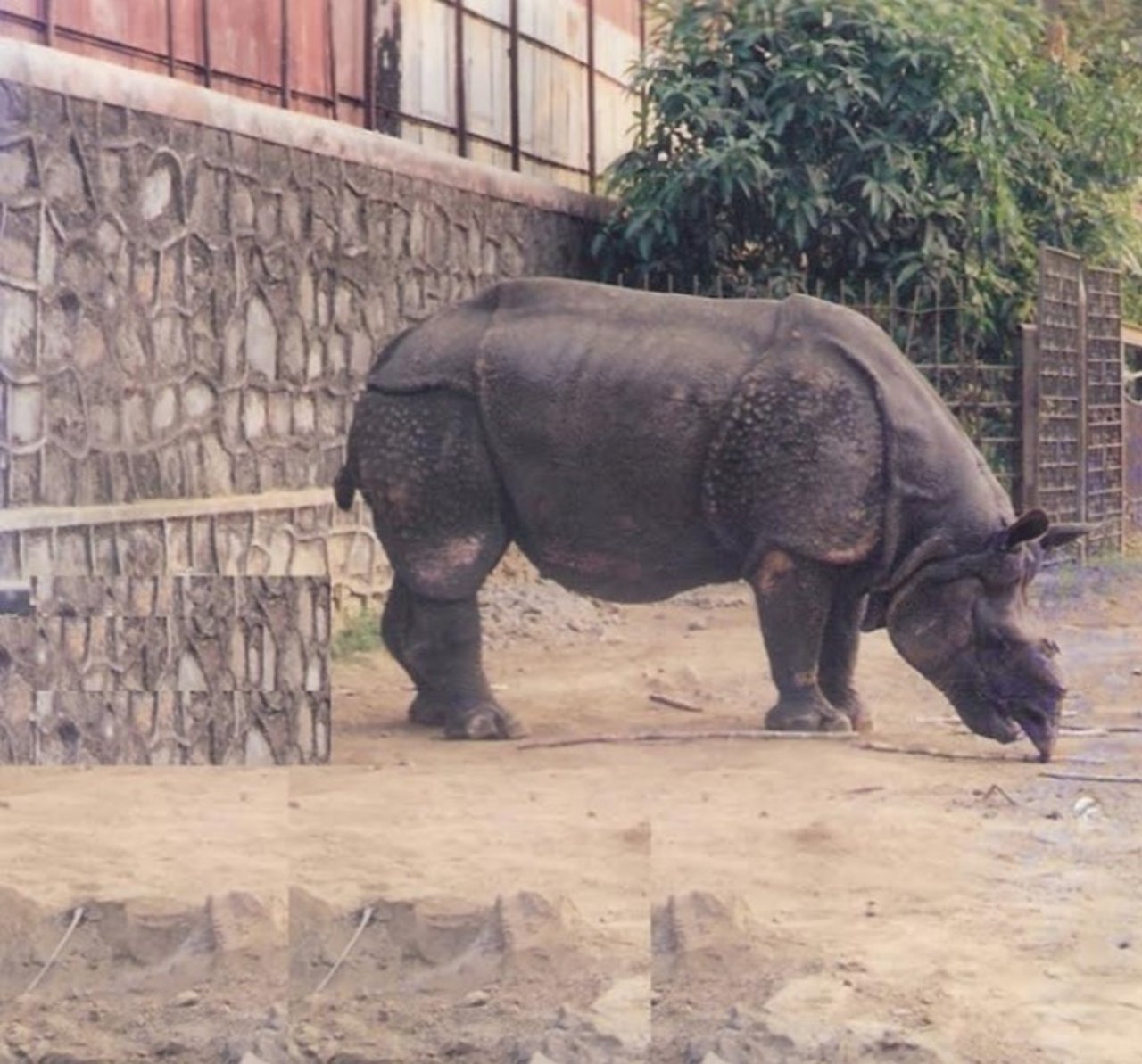 rhino