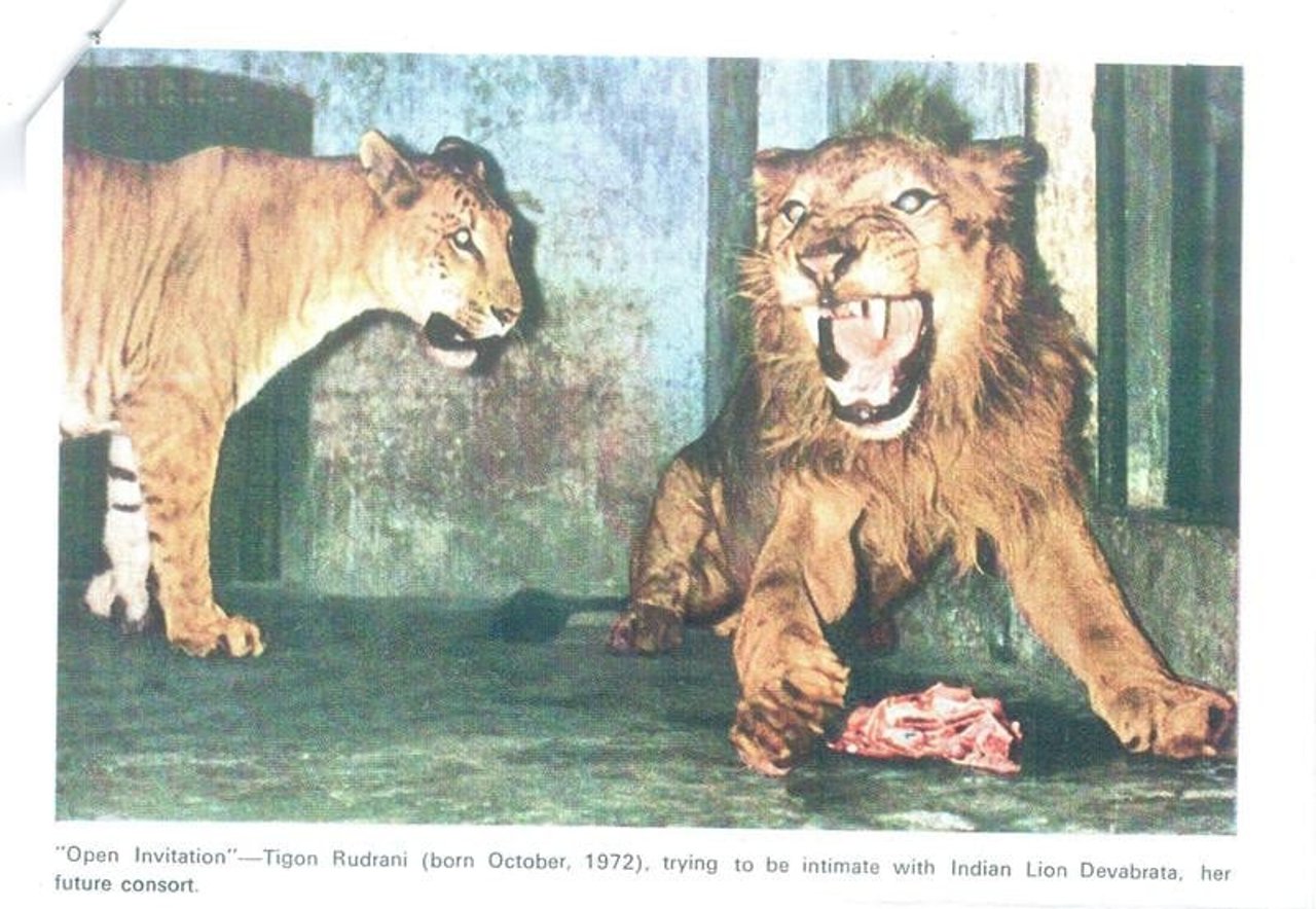 Rudrani a tigon(Tiger X Lion) with her consort Devavrata, a lion at Alipore Zoo in Kolkata Photograph Alipore Zoo, Kolkata