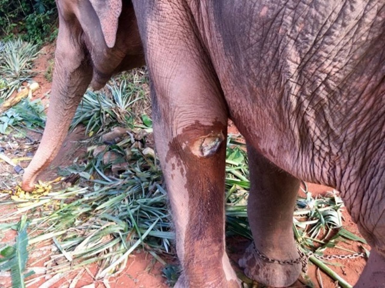 save elephant foundation 
