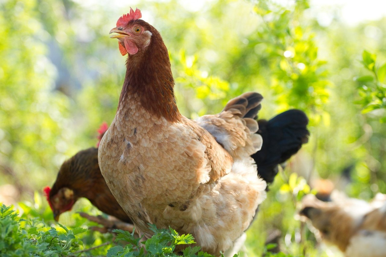 Save farm animals 