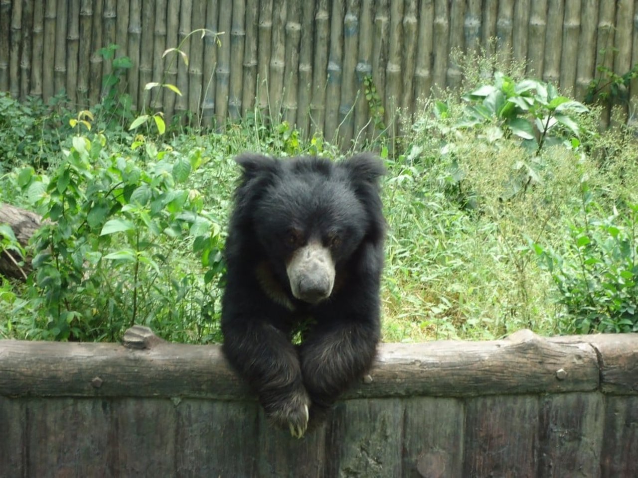 Sloth bear in Alipore zoo