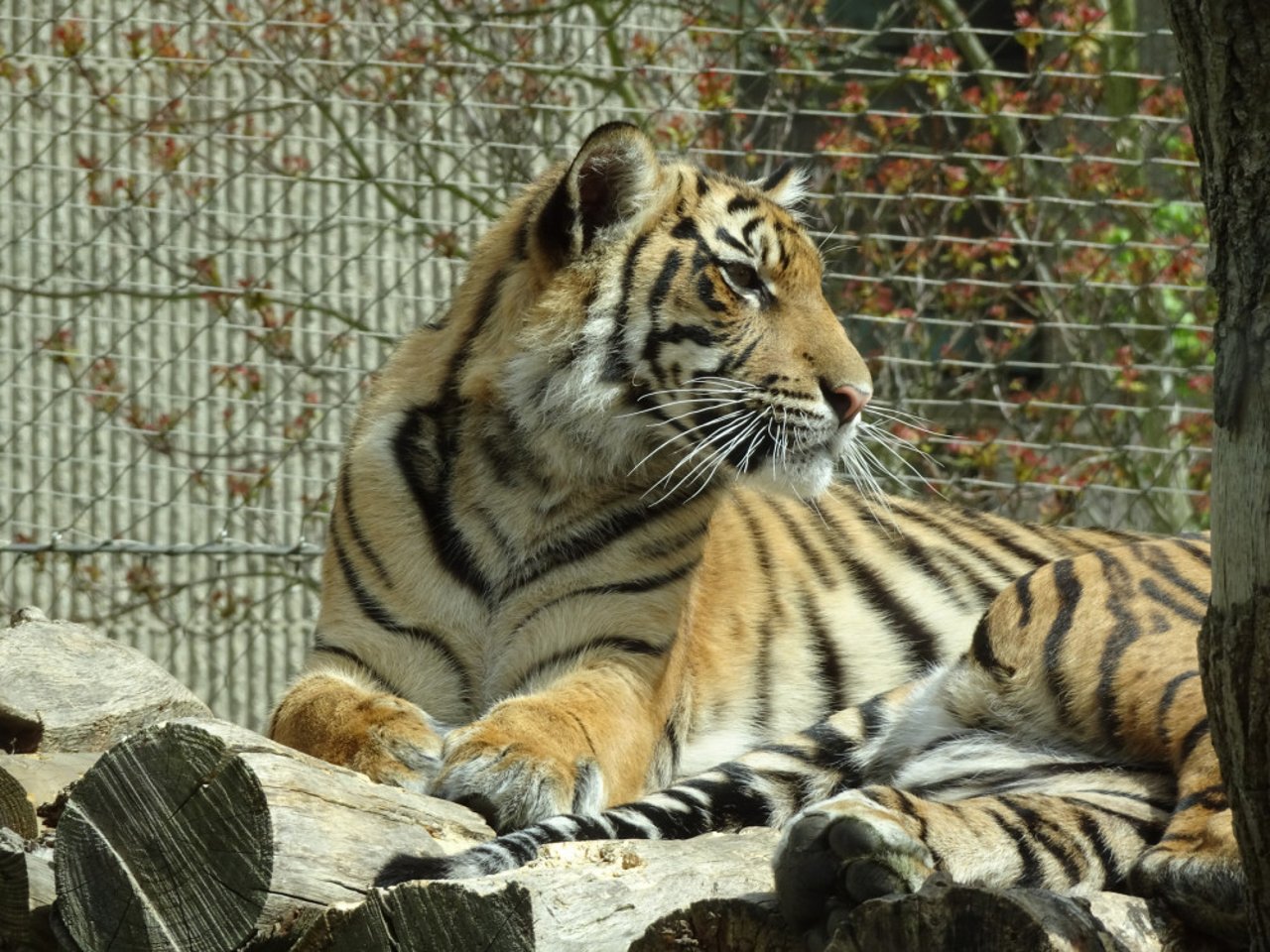 Sumatran Tiger in London Zoo, photograph by Shubhobroto Ghosh. In 2008, when Magdeburg Zoo in Germany killed three healthy hybrid tiger cubs and was penalised by a court for cruelty, the Zoological Society of London that runs London Zoo, supported the killing carried out by Magdeburg Zoo