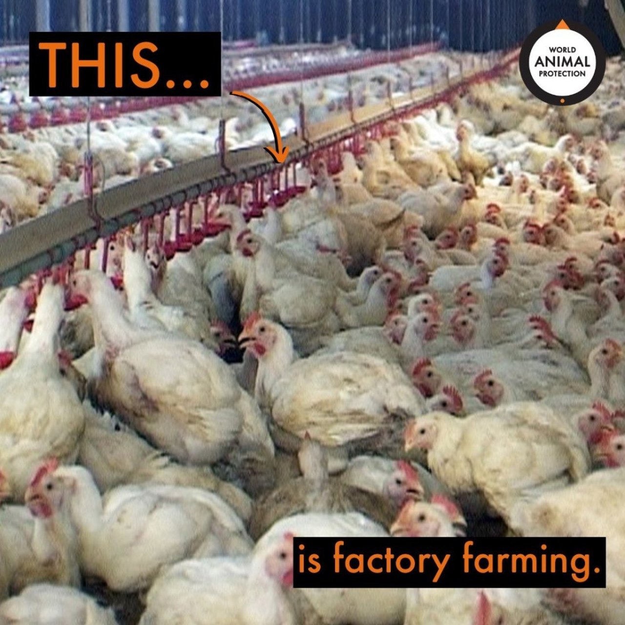 Factory farming is cruel