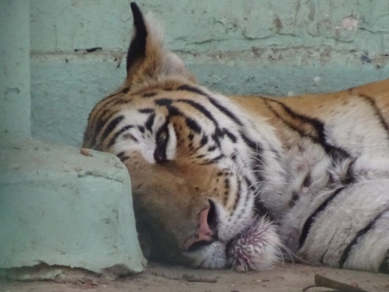 Tiger in Ahmedabad Zoo by Shubhobroto Ghosh