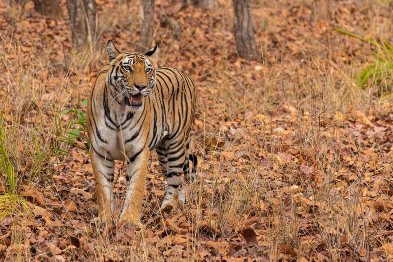 Tiger in Bandhavgarh by Krishnendu Mukherjee