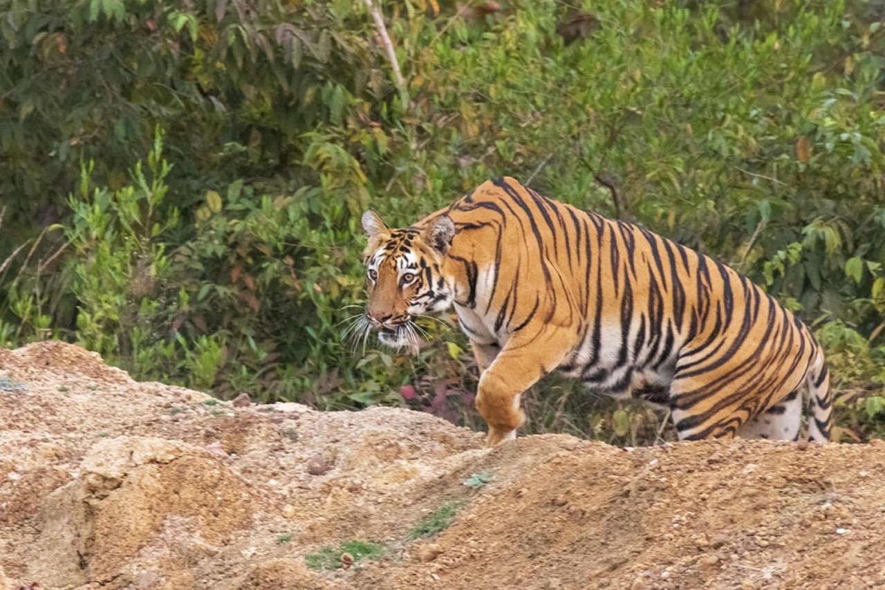 Tiger in Tadoba Tiger Reserve in Maharashtra by Krishnendu Mukherjee