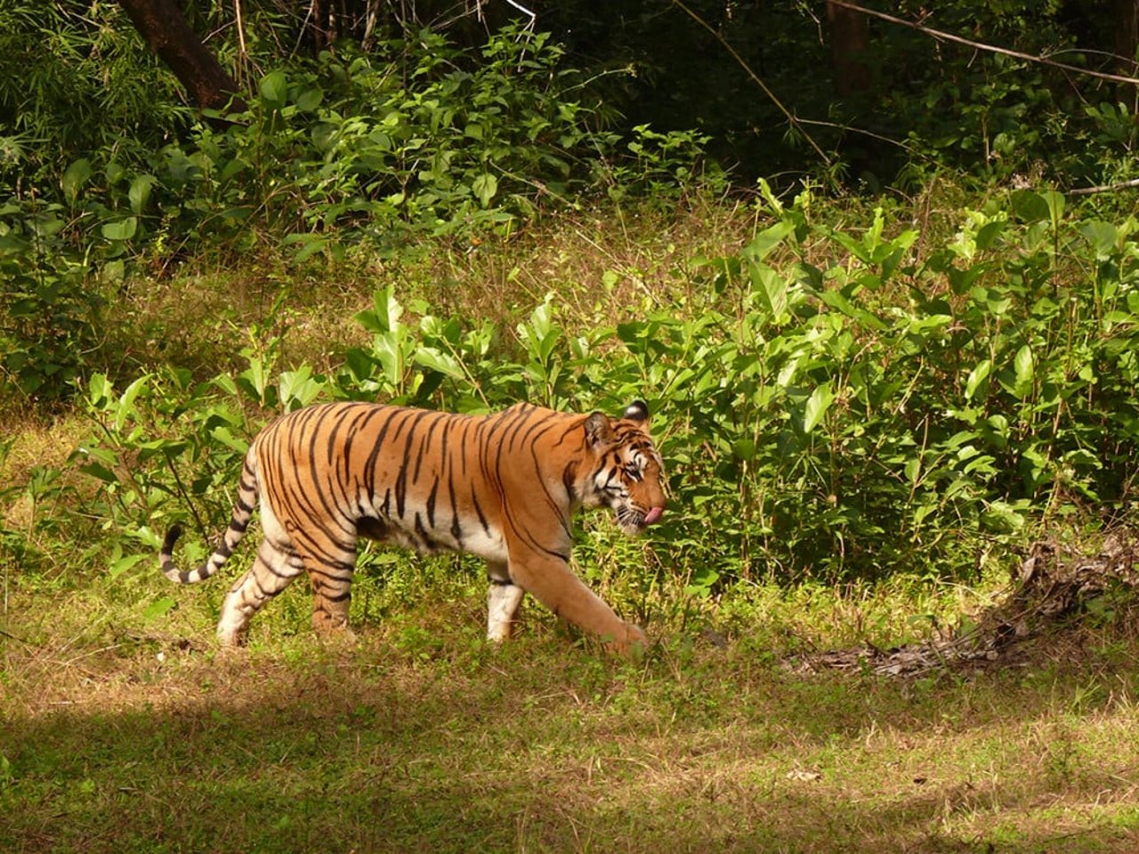 Tiger picture in Navegaon Nagzira Tiger Reserve by Heerak Nandy  