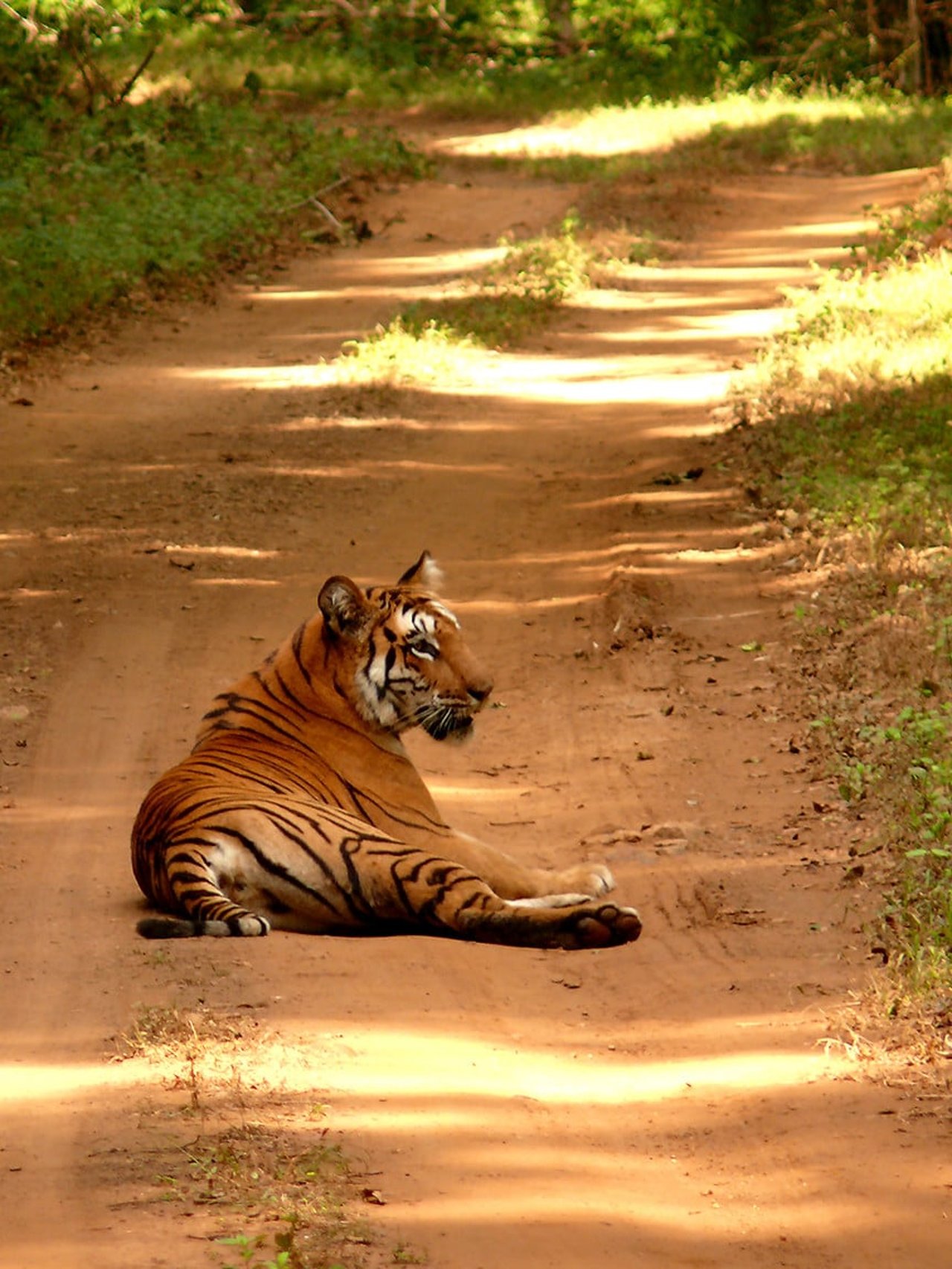 Tiger picture in Navegaon Nagzira Tiger Reserve by Heerak Nandy picture 2