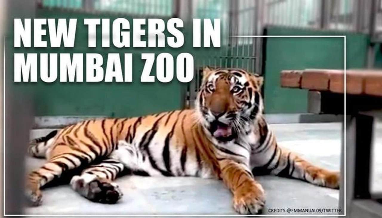 tigers in mumbai zoo