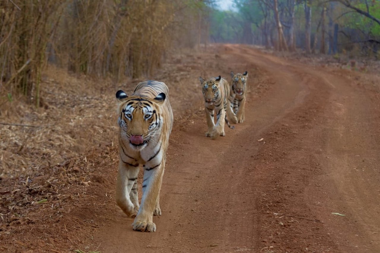 tigers in mumbai zoo