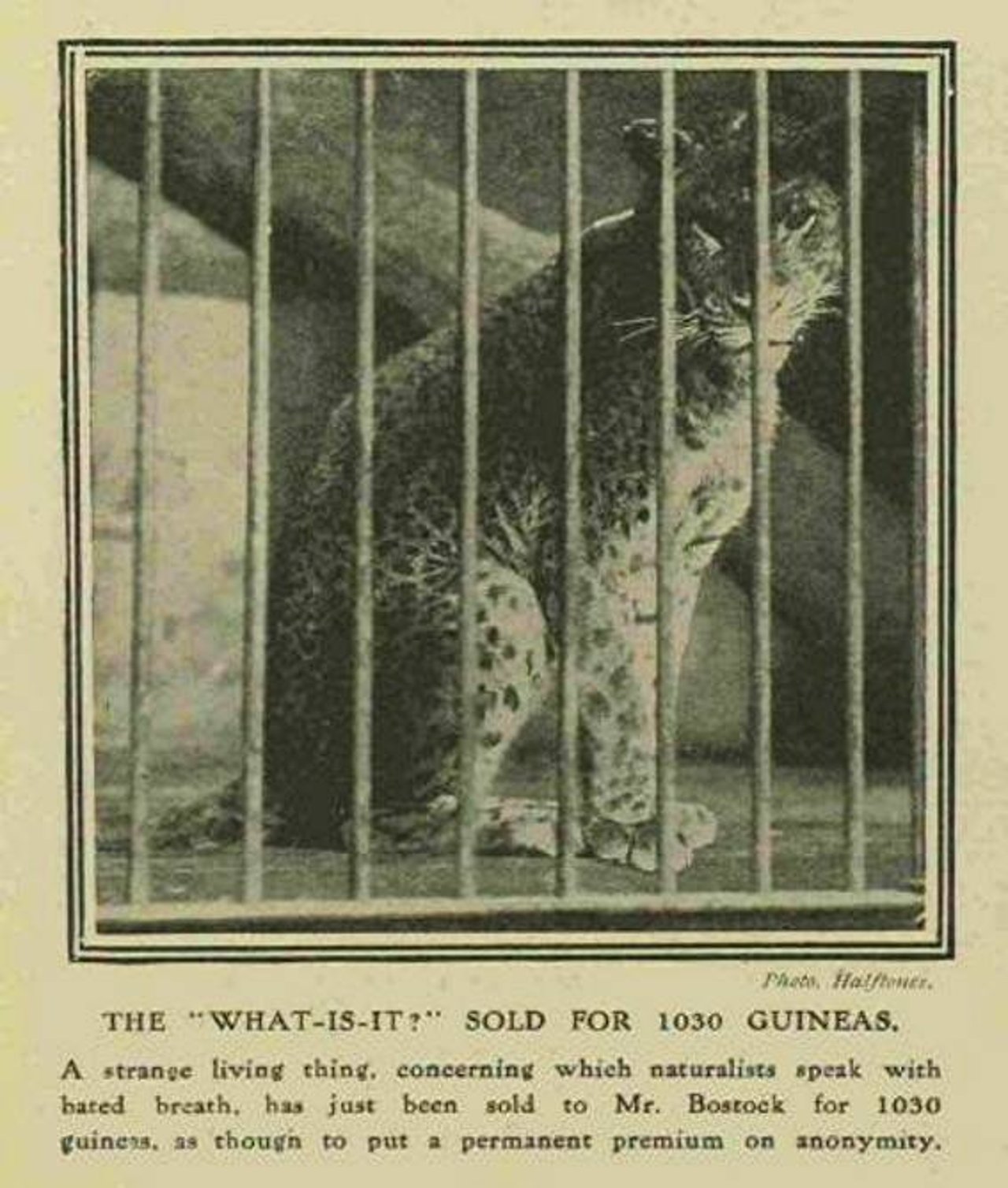  Uneeka, the lion-leopard jaguar hybrid as photographed on May 9, 1908. Photo:  Illustrated London News, discovered by Karl Shuker