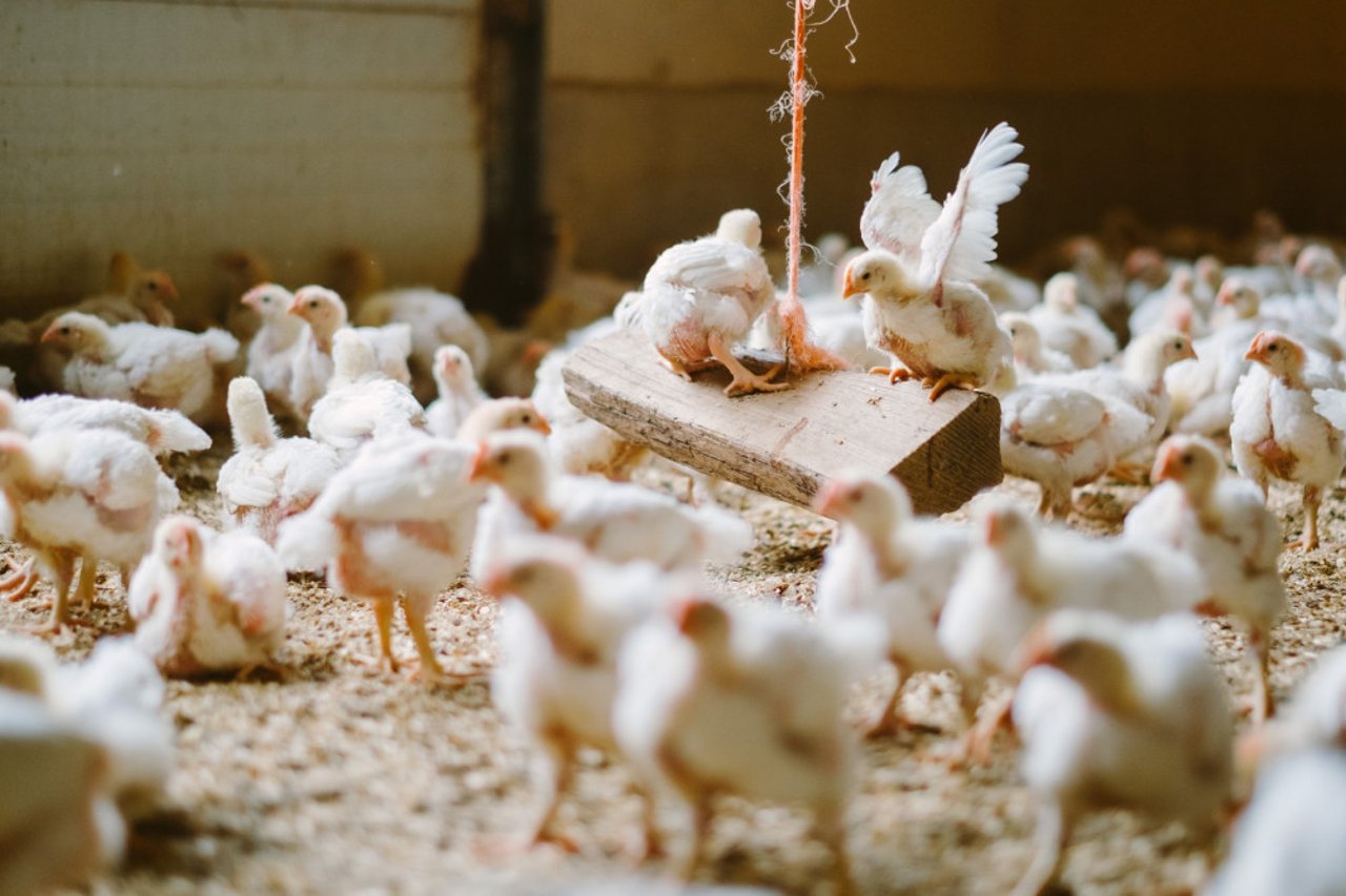 Pictured: Chickens perching on a swing at a high welfare farm