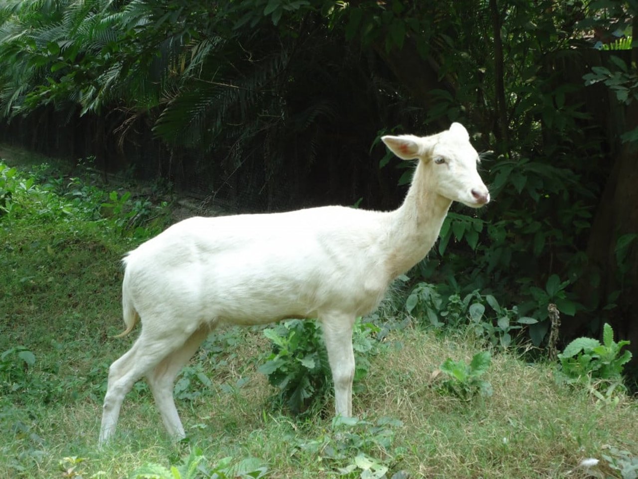 white fallow deer in Alipore zoo