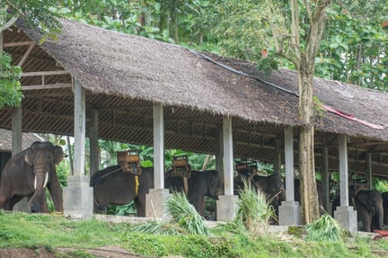Multiple elephants under a wooden structure with heavy transport cargo strapped to their back
