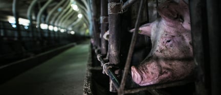 Pig in farrowing crate. Credit: Andrew Skowron