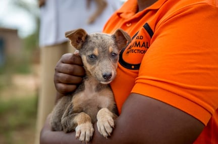 Emily Mudoga holds a puppy waiting for vaccination