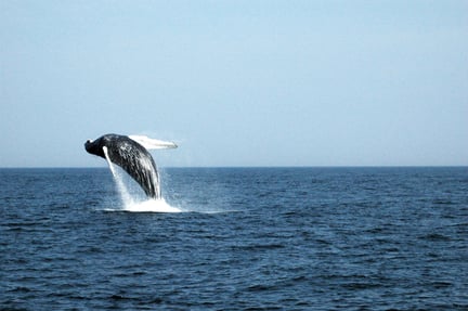 Humpback whale off the coast of Massachusetts