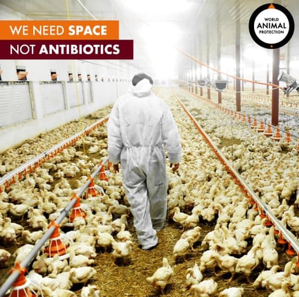 A man in white overalls walking through a cramped chicken factory farm