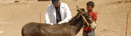 A donkey strapped with cargo being petted by a man and a boy
