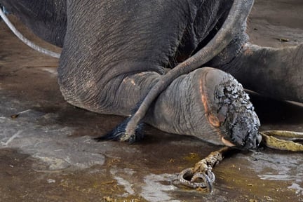 An abused elephant tied up with rope