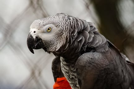 Headshot of a grey parrot