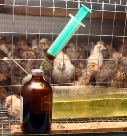 Young chicks in a cage with a syringe sticking out of a medicine bottle