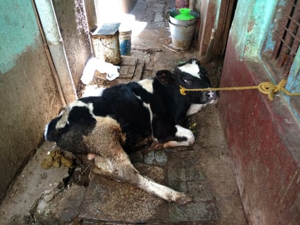 A scared cow tied with rope in a small alleyway
