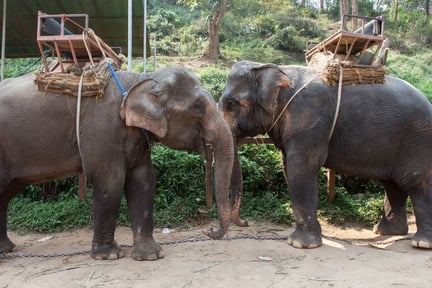 Two tired elephants with heavy transportation cargo strapped to their backs
