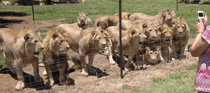 A dozen lions crowded at an outdoor wired fence while humans take pictures
