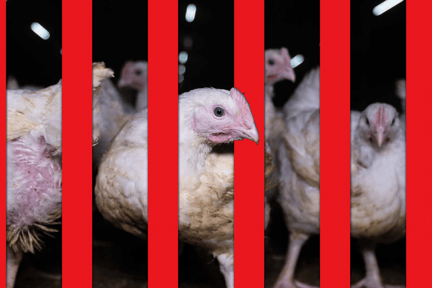 Multiple chickens in a farm with red jail like bars edited in