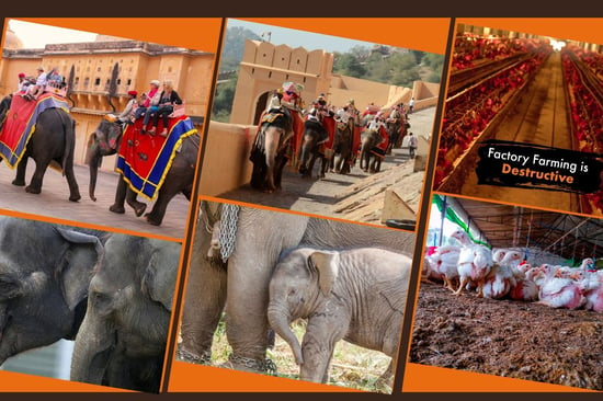 A collage of elephant rides with overlaying text