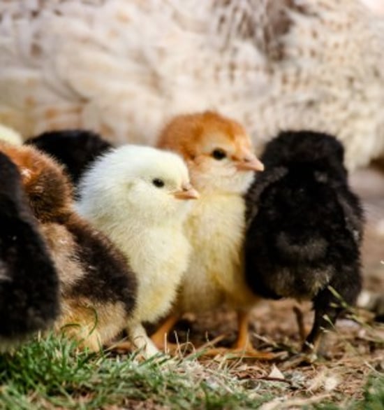 Close-up of multiple chicks with different colour fur