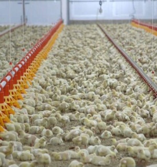 Thousands of chicks piled into enclosed rows in a factory farm