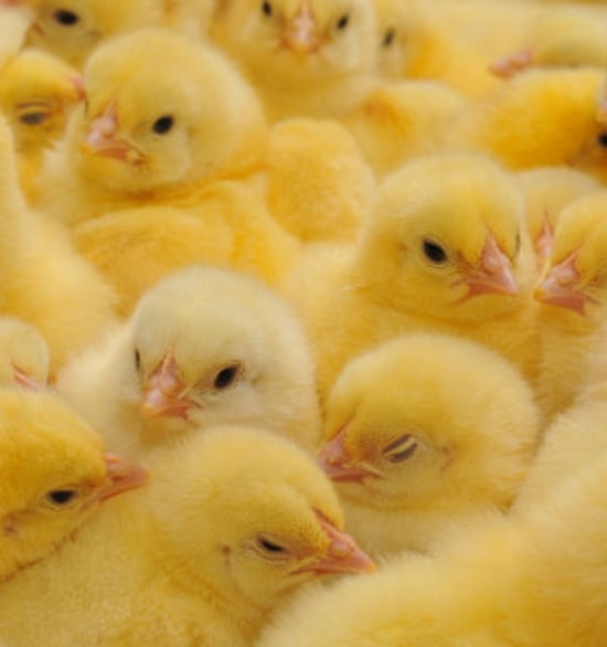 Multiple yellow chicks bunched together in a factory farm