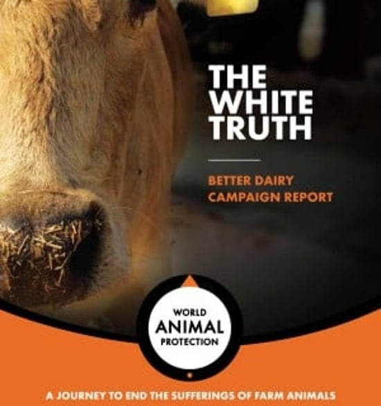 A graphic cover for a written report with a cow and title and world animal protection logo