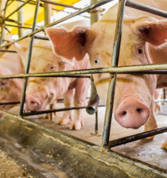 Multiple dirty pigs trapped behind a cage