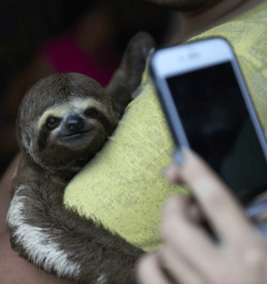 A close-up of a young sloth and a human hand holding a mobile phone