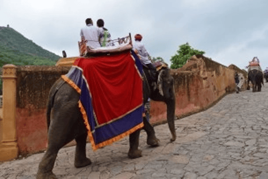 A single elephant in red drapes walking down an Indian street with a person on its back
