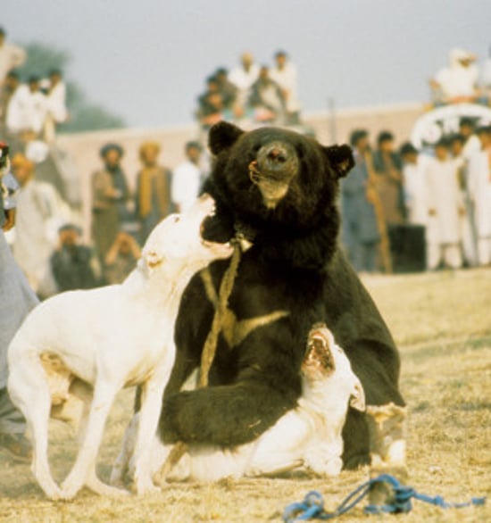 Bear baiting, two white dogs attacking a tied up brown bear