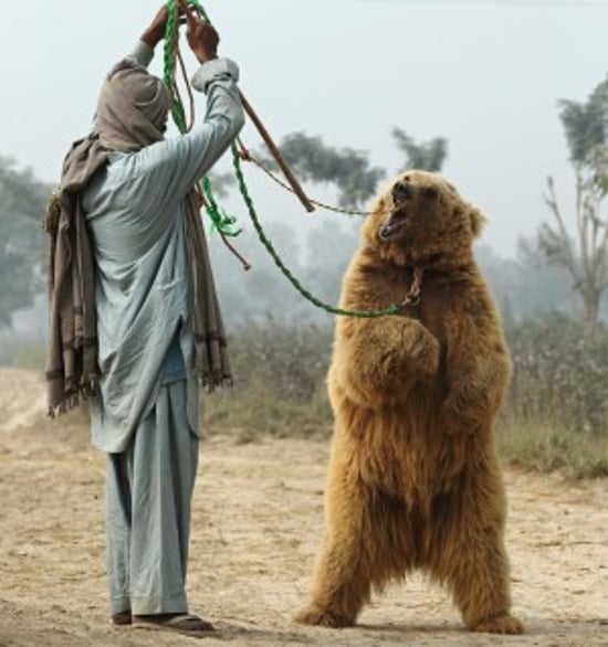 A man holding a rope attached to a bear's neck and forcing it to dance